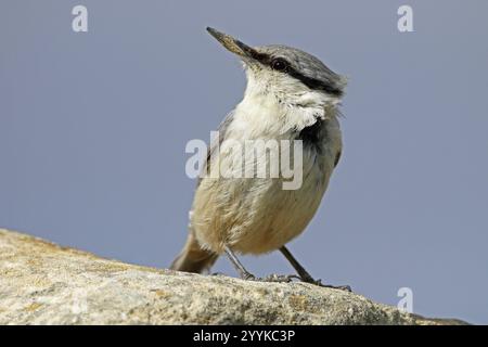 Rock Nuthatch, Sitta neumayer, Parco Nazionale del Qobustan, Azerbaigian, Asia Foto Stock