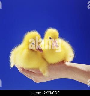 Due giovani oche sedute sulla mano di una donna, oca, gosling, pulcino, (Anser anser), animali, uccelli, uccelli d'oca, gnocchi da studio, bassa Sassonia, fede Foto Stock