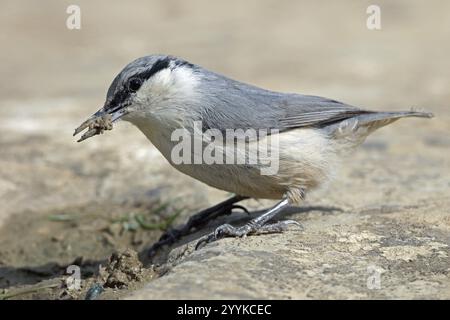 Rock Nuthatch, Sitta neumayer, Parco Nazionale del Qobustan, Azerbaigian, Asia Foto Stock