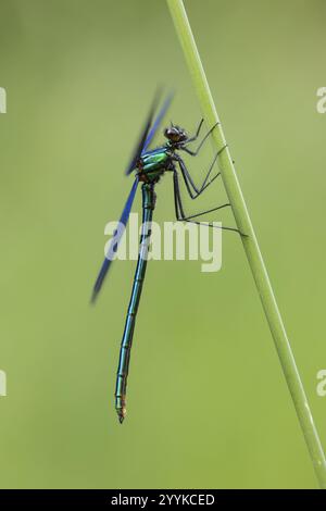 Damselfly alata blu, Calopteryx virgo Foto Stock