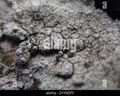 Orlo mortaio Lichen (Myriolecis dispersa) Foto Stock