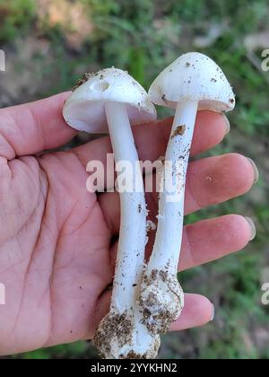 Angelo distruttivo nordamericano orientale (Amanita bisporigera) Foto Stock