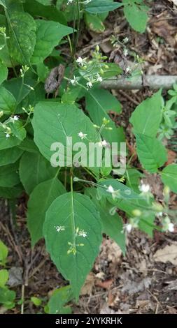 tonalità notte dell'incantatore a foglia larga (Circaea canadensis) Foto Stock