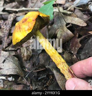 Bolete con gambo corto (Aureoboletus betula) Foto Stock