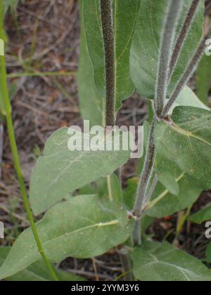 Nano delle Montagne Rocciose Girasole (Helianthella uniflora) Foto Stock