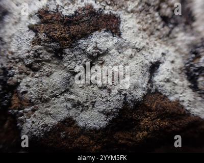 Orlo mortaio Lichen (Myriolecis dispersa) Foto Stock