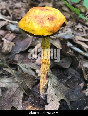 Bolete con gambo corto (Aureoboletus betula) Foto Stock