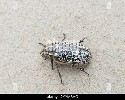 Pino (Chafer Polyphylla fullo) Foto Stock
