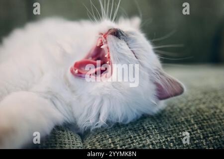 Gattino ragdoll Blue Point che sbadiglia. Un gatto bianco che dorme sul divano. Foto Stock