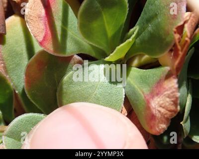 Rottingdea Sea-lavanda (Limonium hyblaeum) Foto Stock