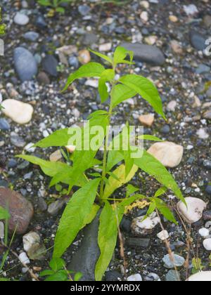 Farfalla asiatica (Buddleja asiatica) Foto Stock