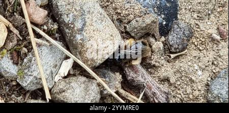 Bee Shaggy grande (Panurgus banksianus) Foto Stock