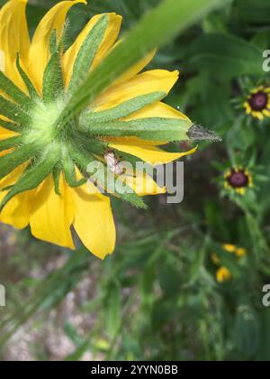 Insetto vegetale martellato nordamericano (Lygus lineolaris) Foto Stock