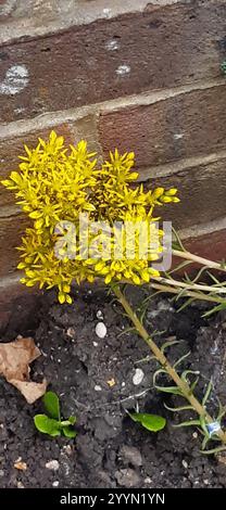 Pietra riflettente (Petrosedum rupestre) Foto Stock