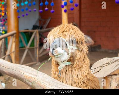 Carino Alpaca che mangia erba in un cortile Foto Stock