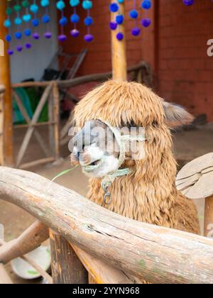 Carino Alpaca che mangia erba in un cortile Foto Stock