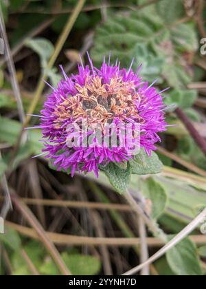 Zecca di Coyote (Monardella villosa) Foto Stock