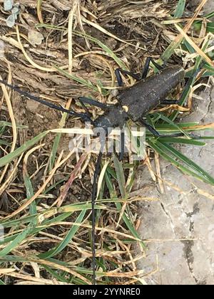 Carpenter Sawyer Beetle (Monochamus sartor) Foto Stock