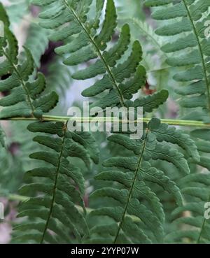 Felce da legno marginale (Dryopteris marginalis) Foto Stock