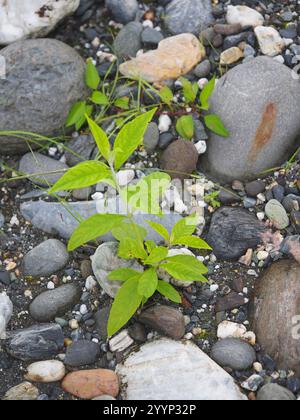 Farfalla asiatica (Buddleja asiatica) Foto Stock