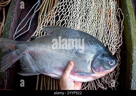 Pesce di Tambaqui selvatico Colossoma macropomum tradizionale pesce brasiliano di acqua dolce proveniente dall'Amazzonia e dal Pantanal. Foto Stock
