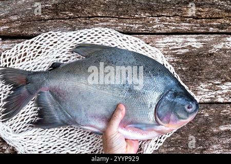 Pesce di Tambaqui selvatico Colossoma macropomum tradizionale pesce brasiliano di acqua dolce proveniente dall'Amazzonia e dal Pantanal. Foto Stock