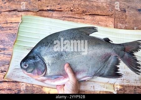 Pesce di Tambaqui selvatico Colossoma macropomum tradizionale pesce brasiliano di acqua dolce proveniente dall'Amazzonia e dal Pantanal. Foto Stock