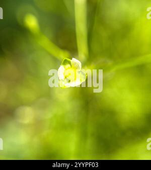 Piantagione acquatica americana (Alisma subcordatum) Foto Stock
