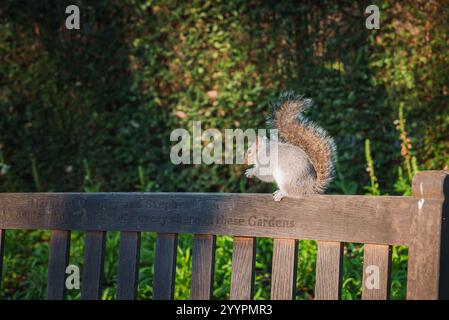 Scoiattolo sulla panca incisa nel lussureggiante giardino di Londra durante il Natale Foto Stock