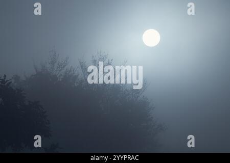 Il sole splende sulla foresta nebbiosa creando un'atmosfera misteriosa Foto Stock