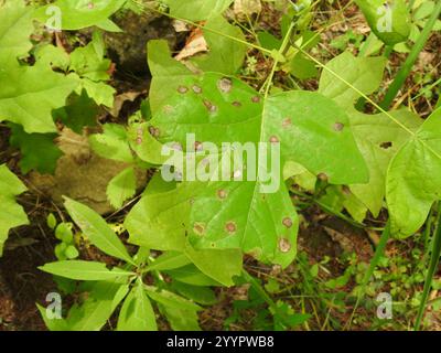 Macchia di foglie di tulipani (Resseliella liriodendri) Foto Stock