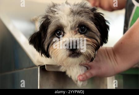 Winsford, Cheshire, Regno Unito - 16 maggio 2022 - piccolo cucciolo carino nel bagno degli sposi Foto Stock