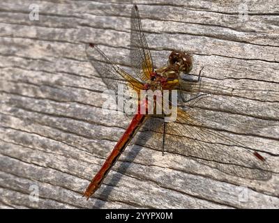 Meadowhawk a righe (Sympetrum pallipes) Foto Stock