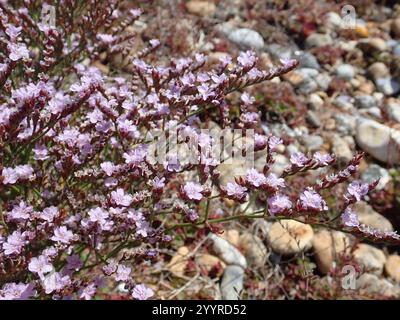 Rottingdea Sea-lavanda (Limonium hyblaeum) Foto Stock