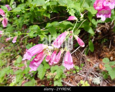 Boodland Beardtongue (Nothochelone nemorosa) Foto Stock