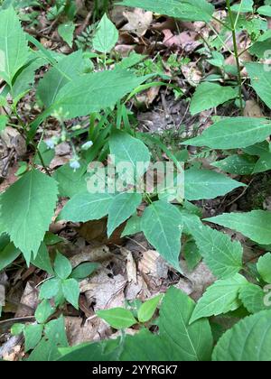 tonalità notte dell'incantatore a foglia larga (Circaea canadensis) Foto Stock