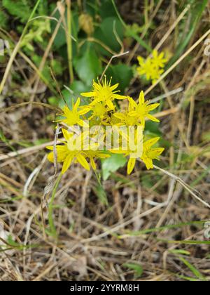 Pietra riflettente (Petrosedum rupestre) Foto Stock