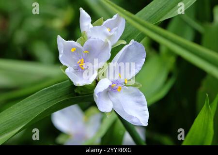 Tradescantia Andersoniana bianca e lilla, giglio di ragno «Osprey» in fiore. Foto Stock