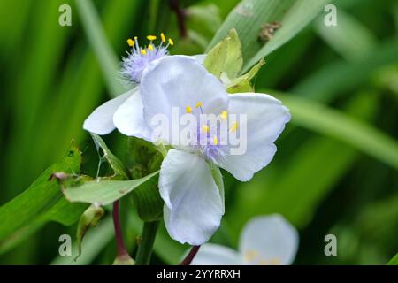 Tradescantia Andersoniana bianca e lilla, giglio di ragno «Osprey» in fiore. Foto Stock
