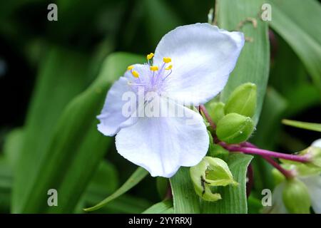 Tradescantia Andersoniana bianca e lilla, giglio di ragno «Osprey» in fiore. Foto Stock