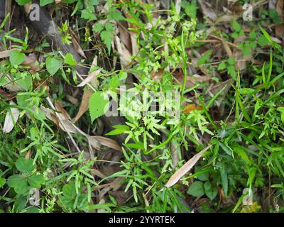 Felce da arrampicata giapponese (Lygodium japonicum) Foto Stock