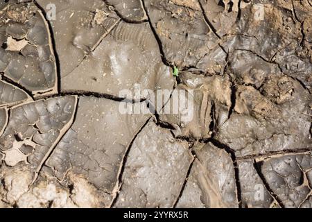 Un terreno arido mostra grandi crepe a causa di pioggia insufficiente, con un piccolo germoglio che emerge dalla terra, simboleggiando speranza e persistenza in challe Foto Stock