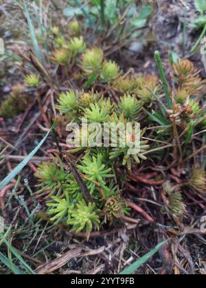 Pietra riflettente (Petrosedum rupestre) Foto Stock