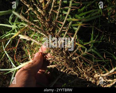 Erba Kikuyu (Cenchrus clandestinus) Foto Stock