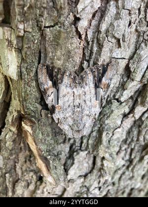 Sad Underwing (Catocala maestosa) Foto Stock