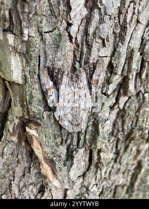 Sad Underwing (Catocala maestosa) Foto Stock