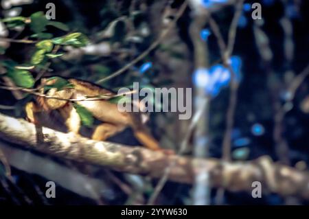 Scimmia scoiattolo con testa nera (Saimiri vanzolinii) Foto Stock