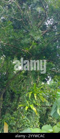 Koghis kauri (Agathis lanceolata) Foto Stock