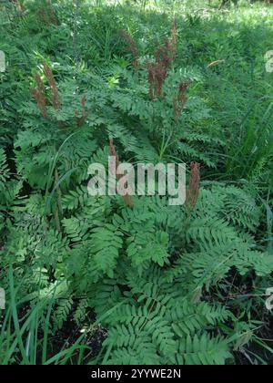American Royal Fern (Osmunda spectabilis) Foto Stock