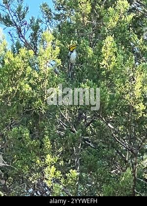 Warbler dalle guance dorate (Setophaga chrysoparia) Foto Stock